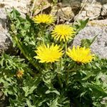 Eliminer les mauvaises herbes du jardin