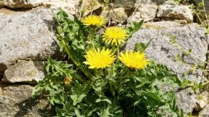 Eliminer les mauvaises herbes du jardin