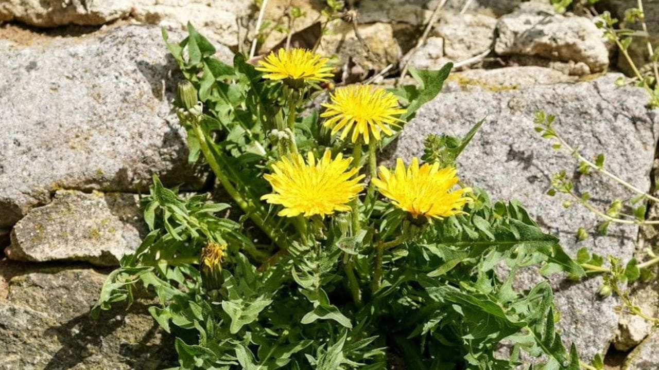 Eliminer les mauvaises herbes du jardin