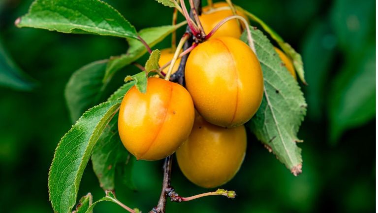 Prune et mirabelle