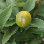 Maladies du citronnier