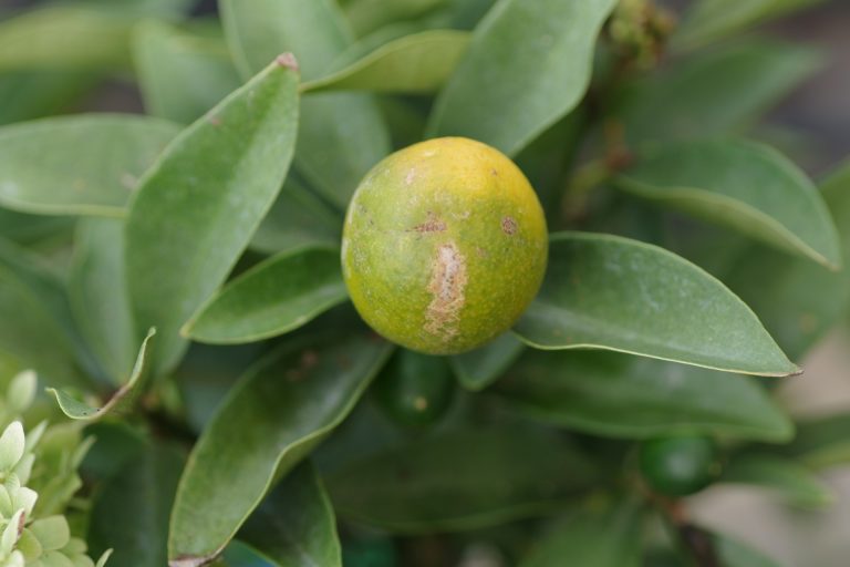 Maladies du citronnier