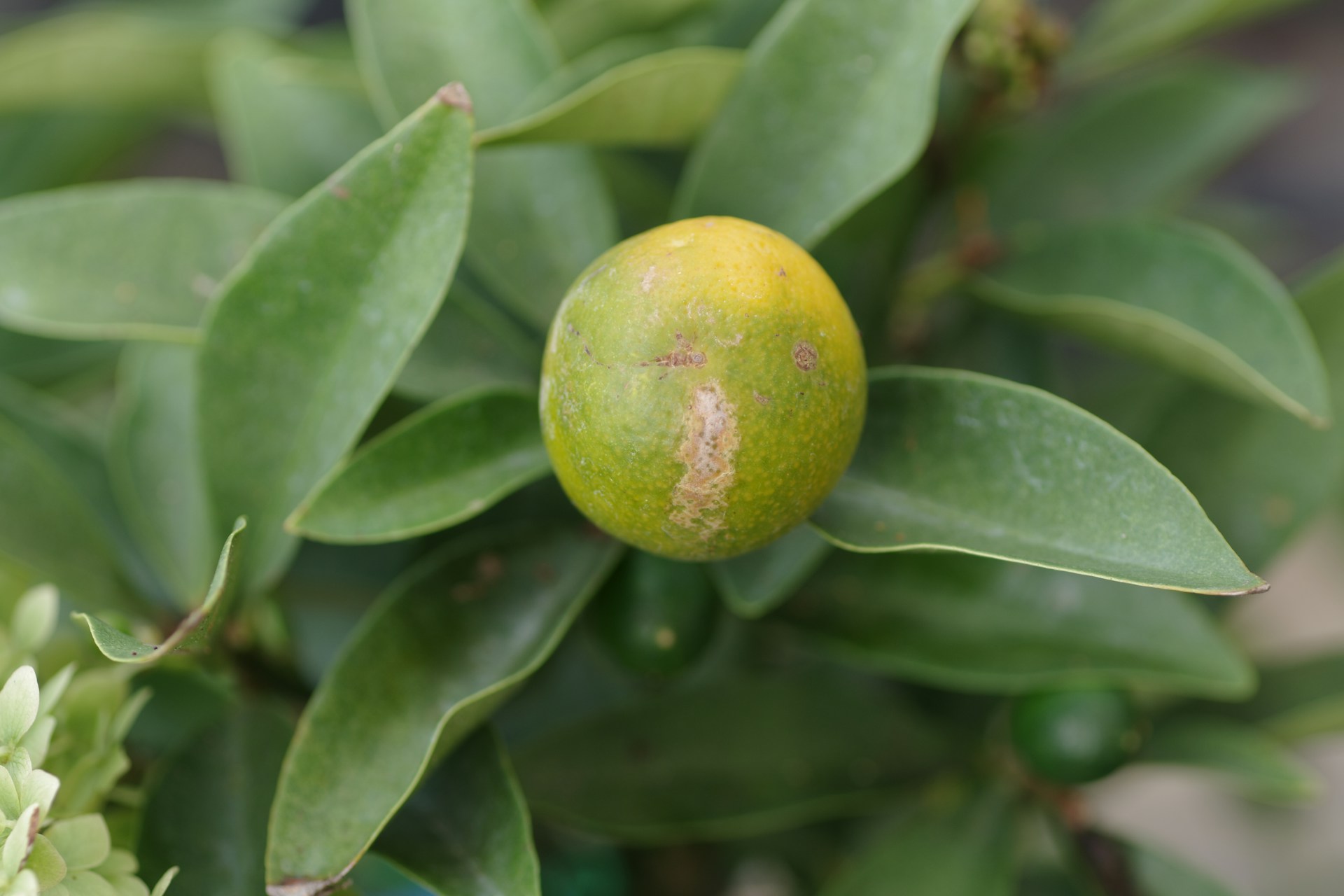 Maladies du citronnier
