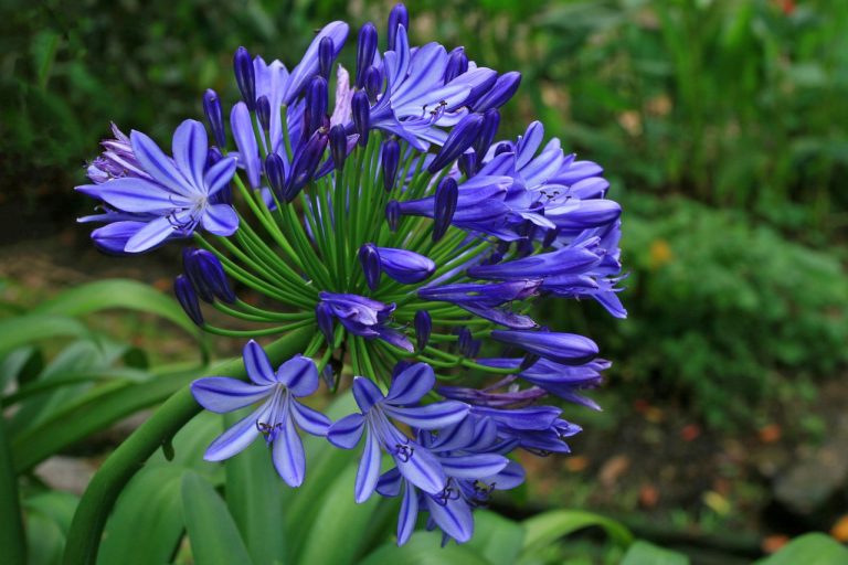 Taille des agapanthes