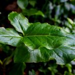 Feuilles de l’arum