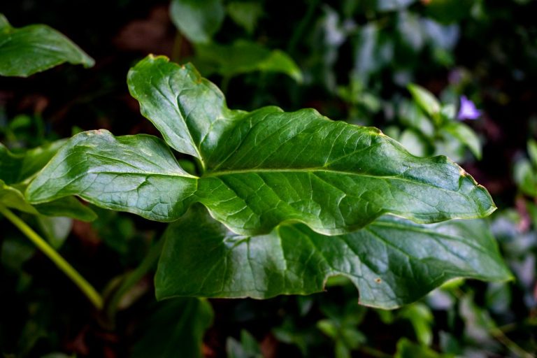 Feuilles de l’arum
