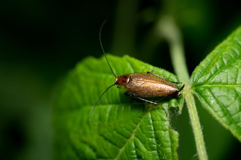 Blatte de jardin