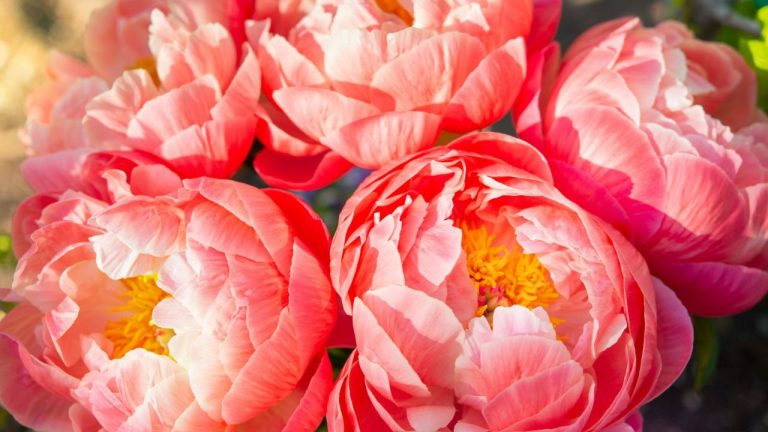Fleurs ressemblent à des roses