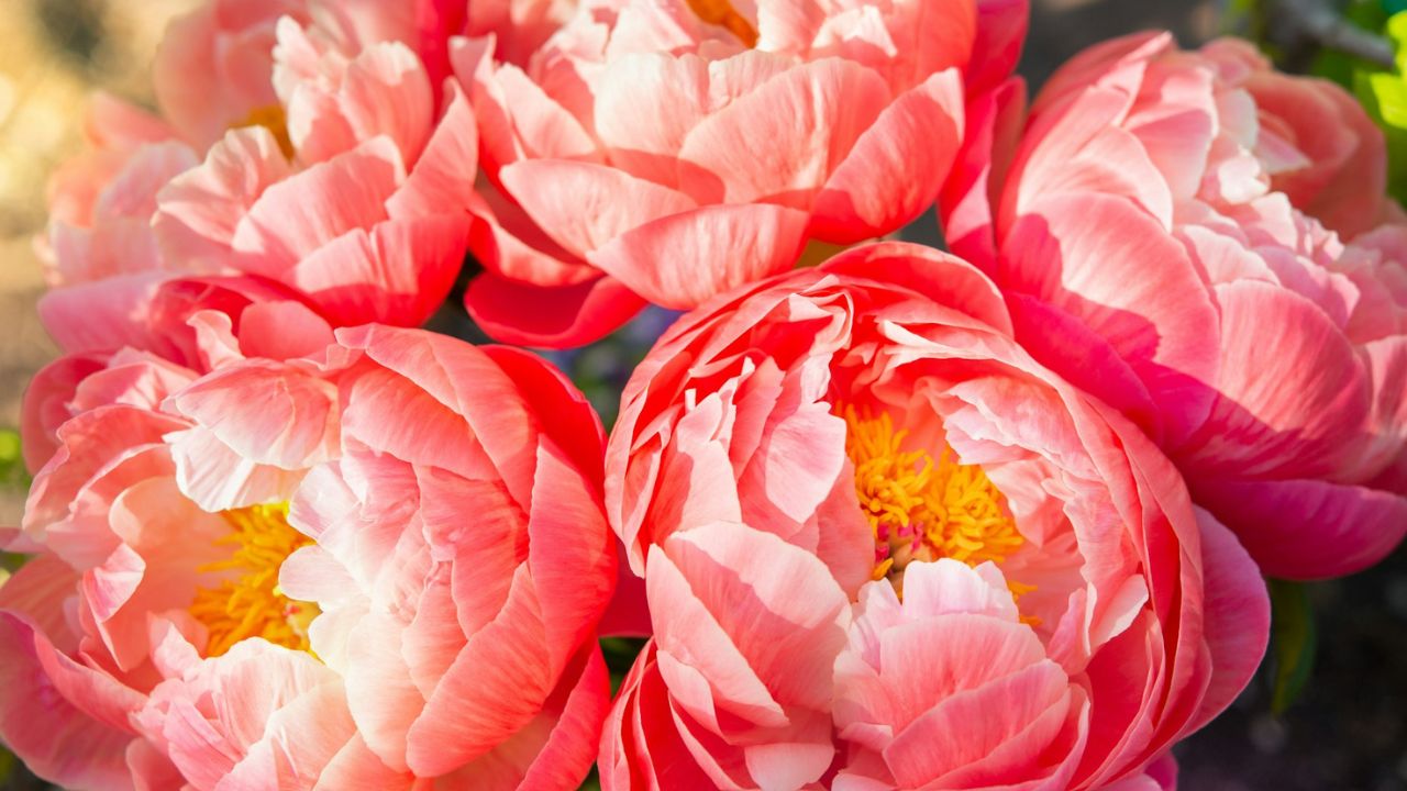 Fleurs ressemblent à des roses