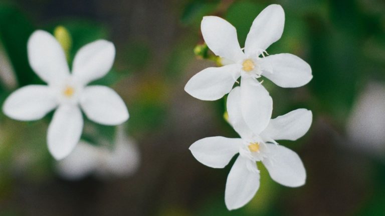 Étoile en fleur