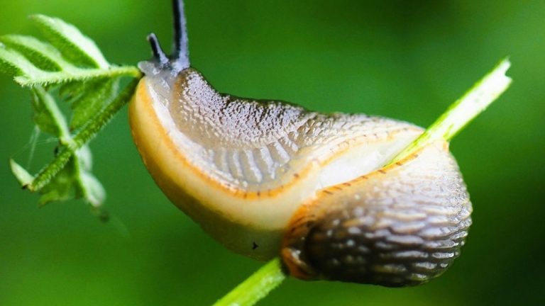 Toucher une limace sans danger