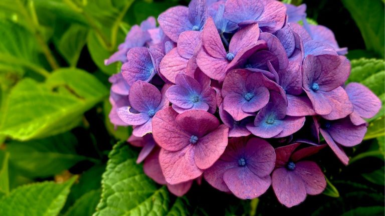 Bouture d’hortensia