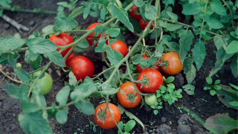 Terre de bruyère pour les tomates