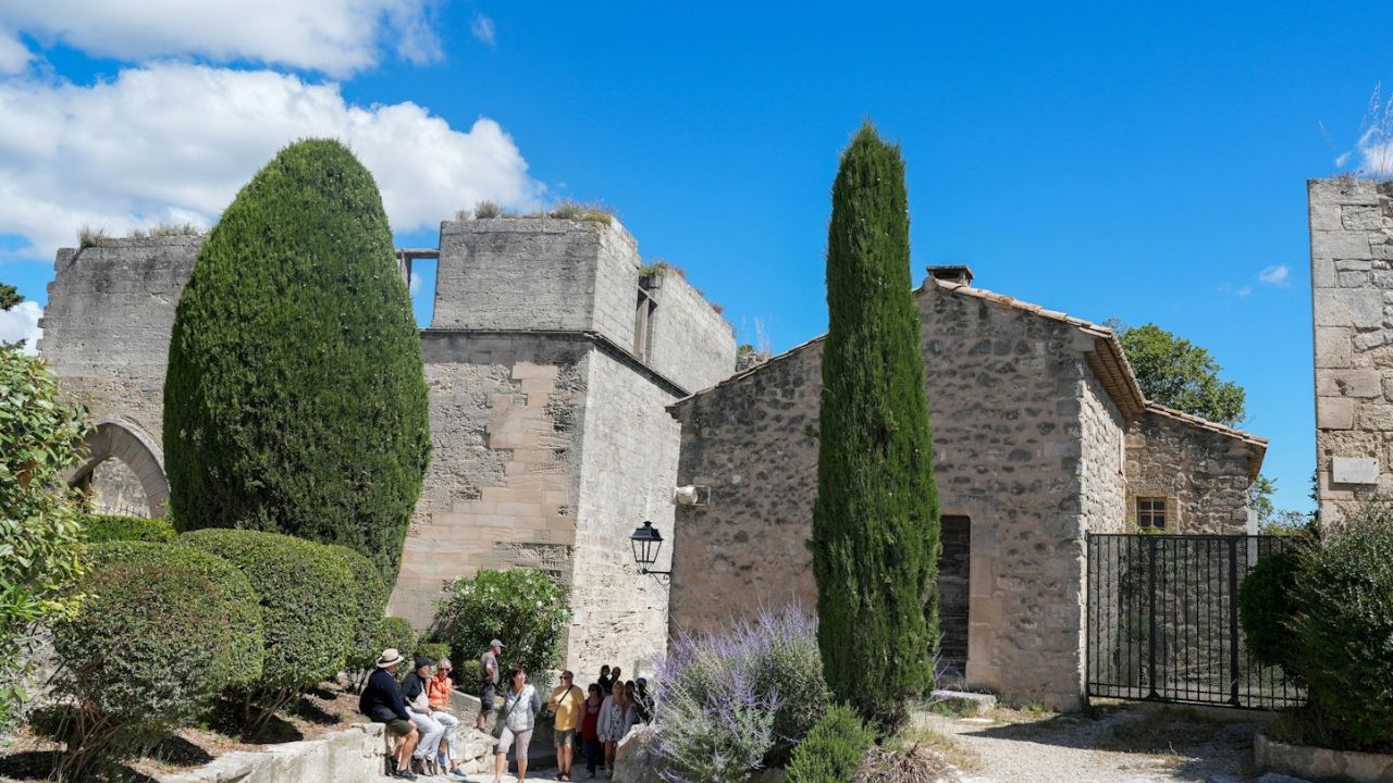 Cyprès de Provence