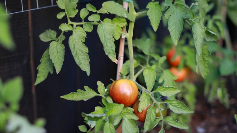 Fil de cuivre pour les tomates