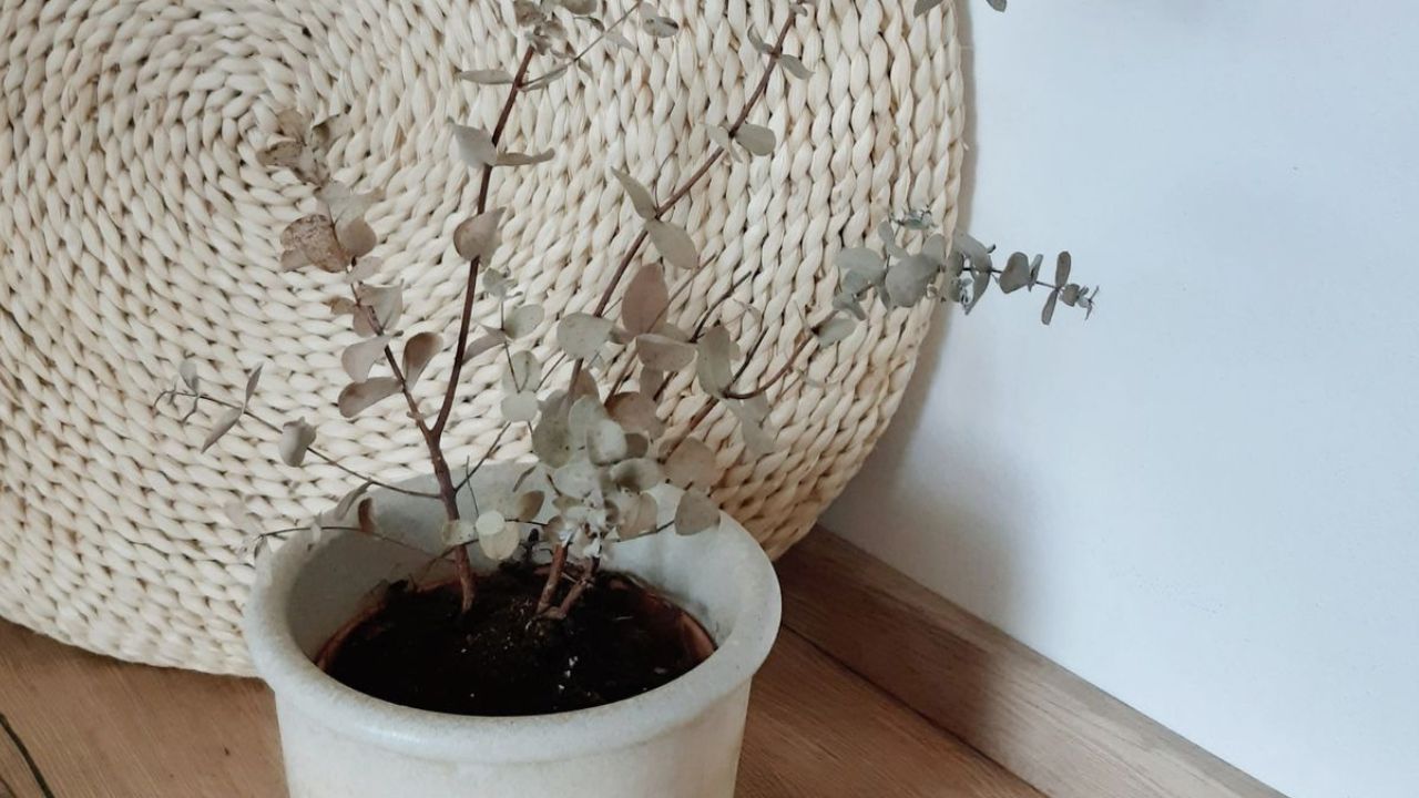 Eucalyptus