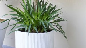 Yucca