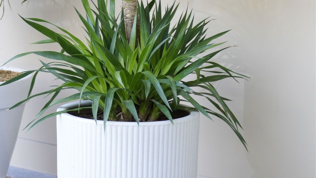 Yucca