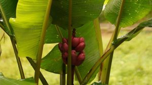 Banane rouge
