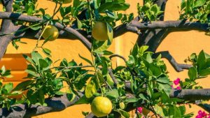 Tailler un citronnier