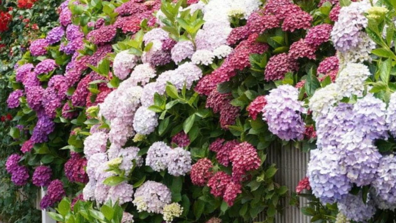 Distance d’un mur planter un hortensia