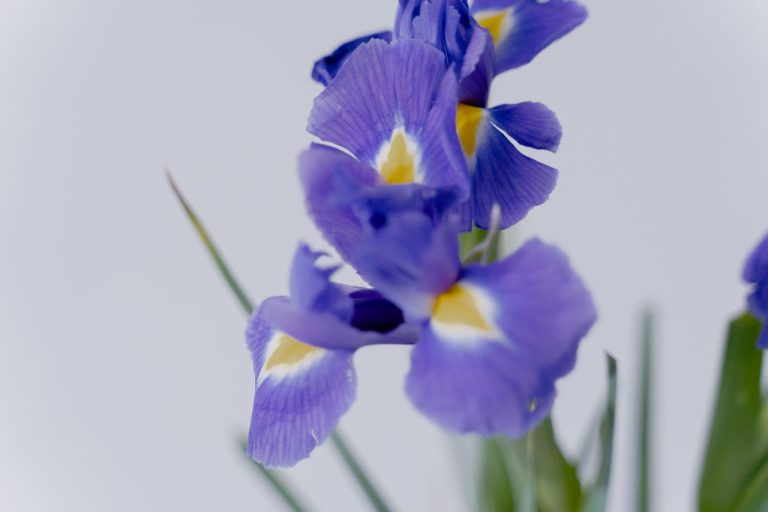 Favoriser la floraison des iris