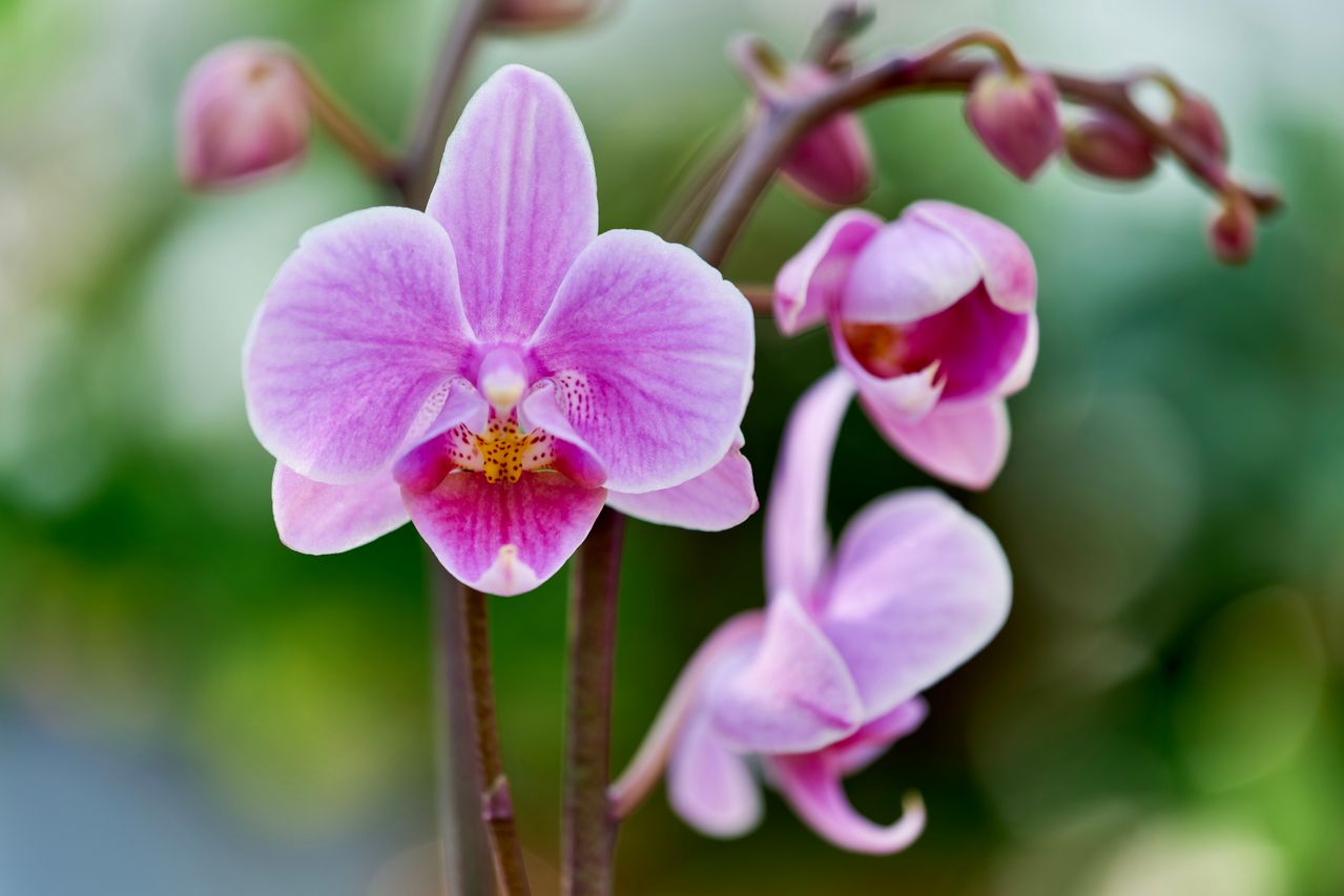 Orchidées tête de chat