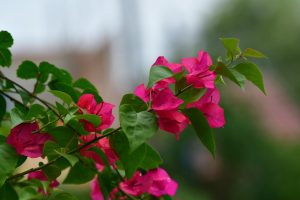 Bouturer un bougainvillier