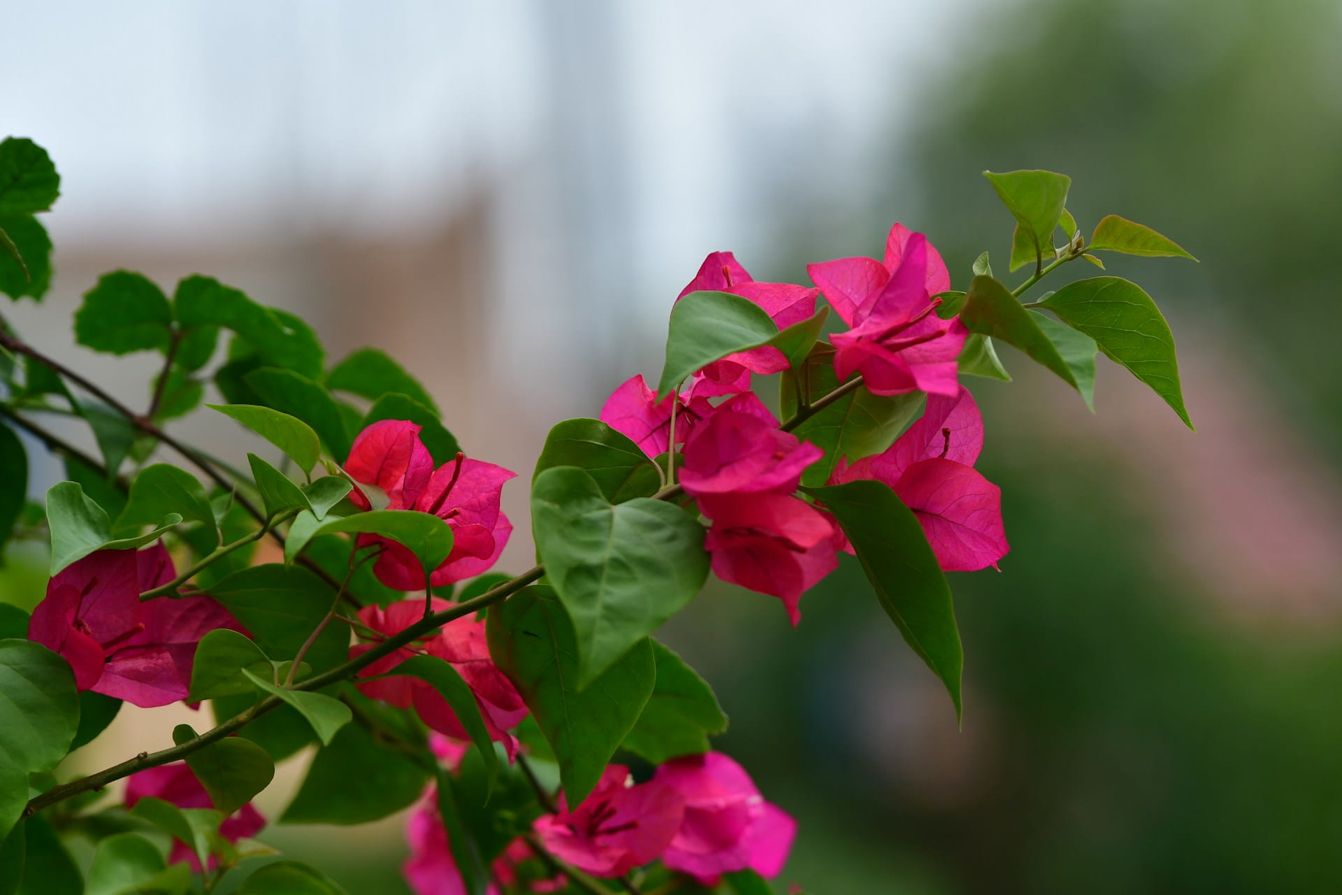 Bouturer un bougainvillier