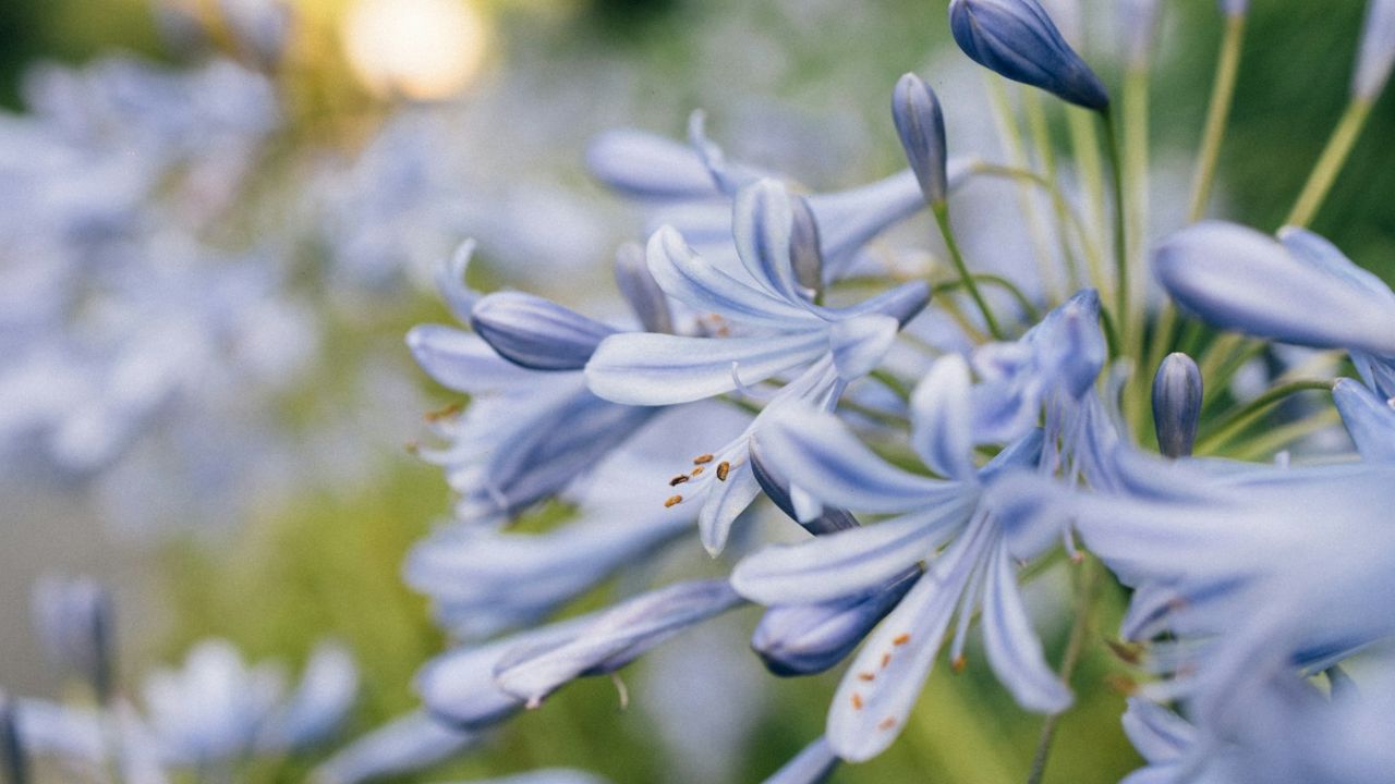 Agapanthes bleues