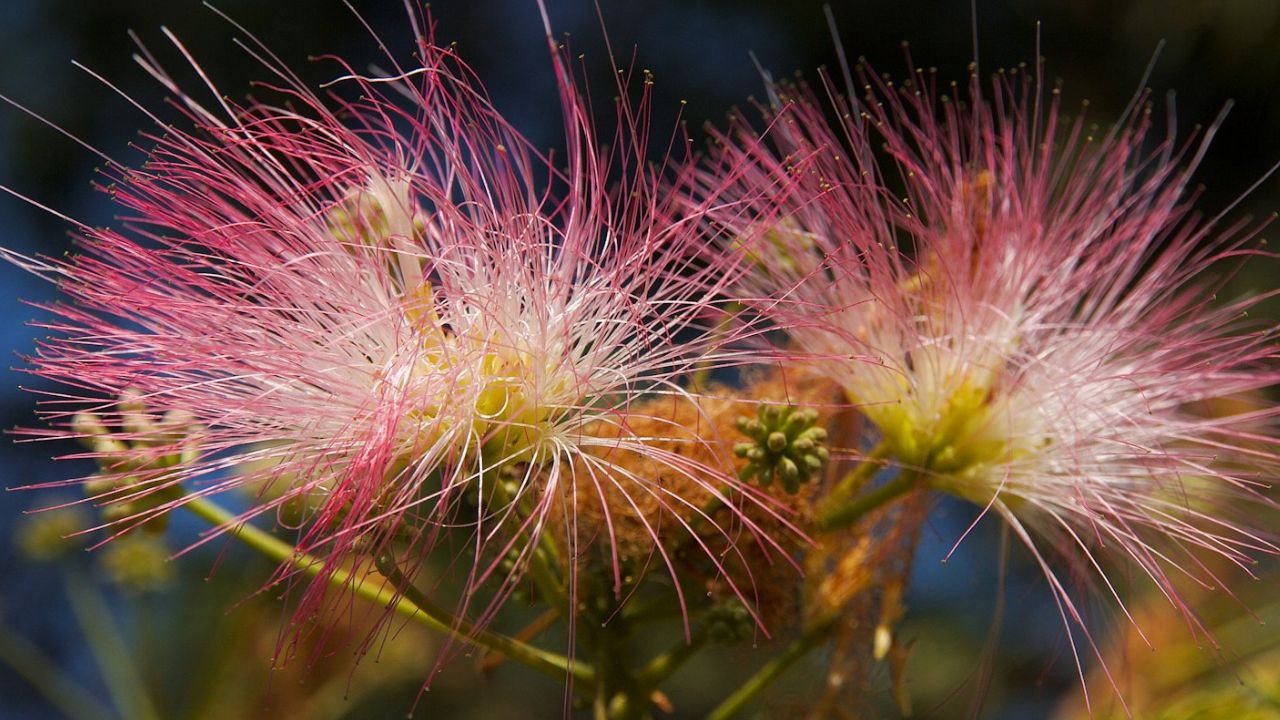 Albizia