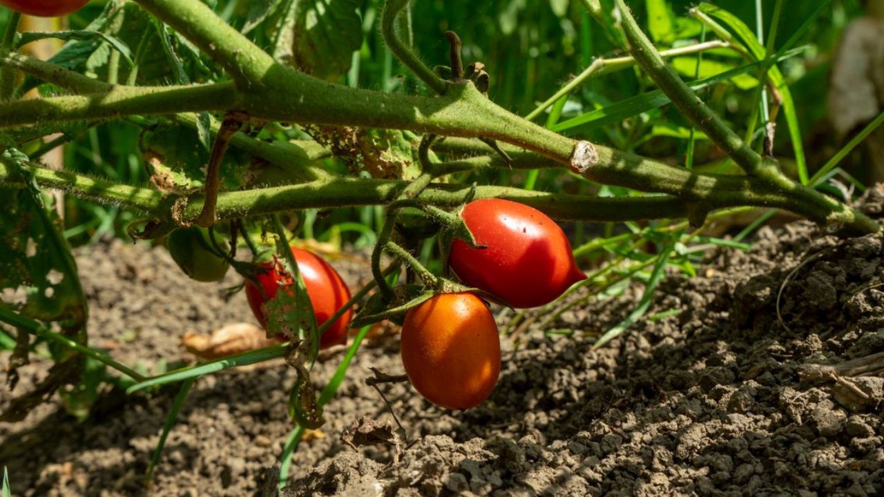 Planter des tomates en pleine terre