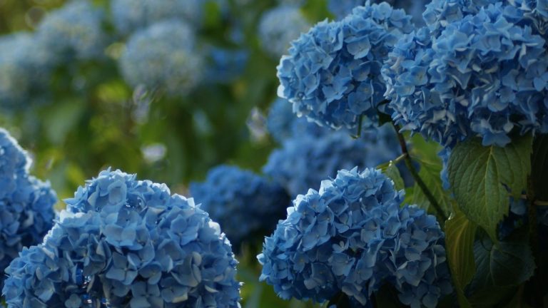 Bouturer un hortensia