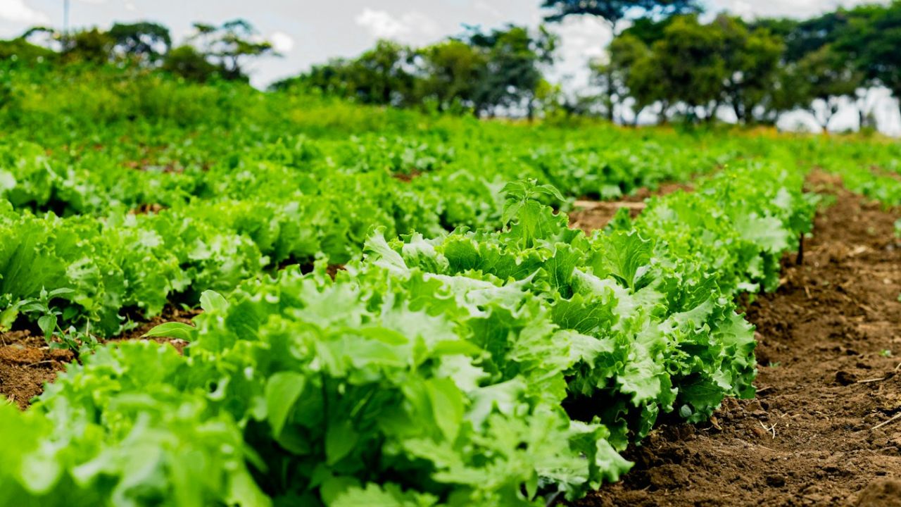 Planter des salades en pleine terre