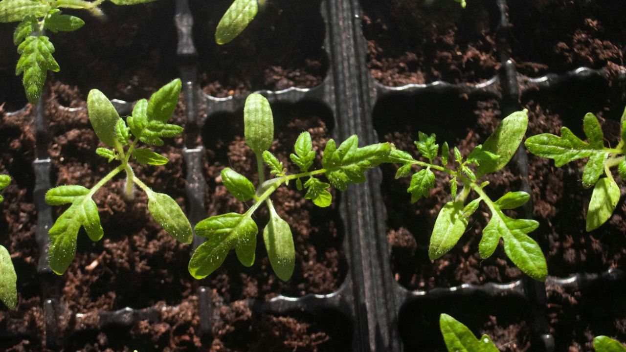 Semer les tomates