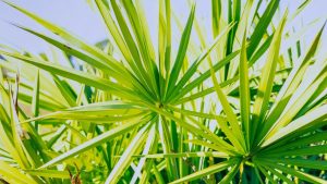 Engrais pour yucca