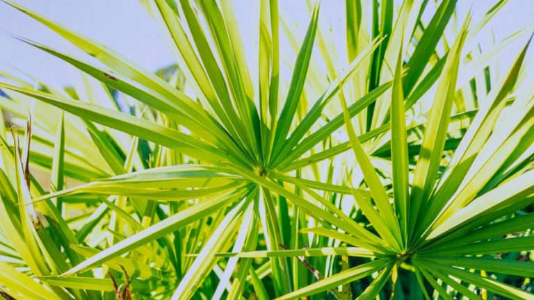 Engrais pour yucca