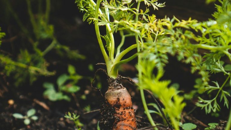 Semer les carottes d’hiver