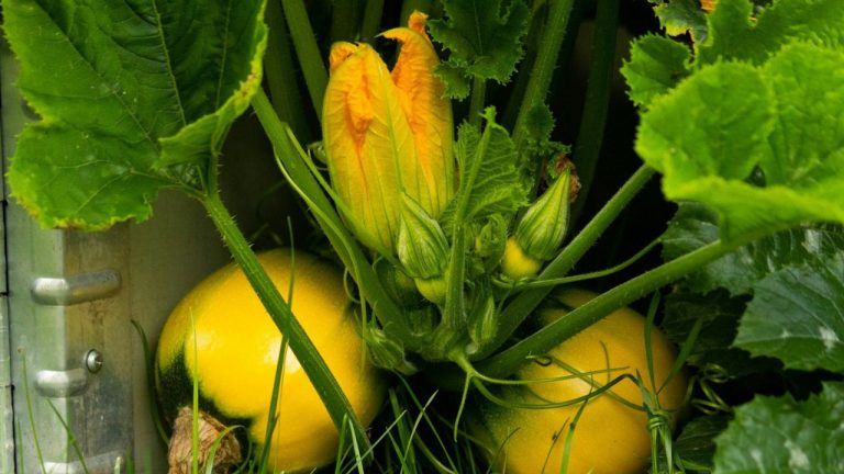 Planter les courges