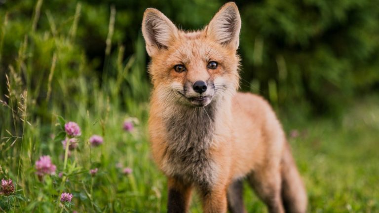 Répulsif naturel contre les renards