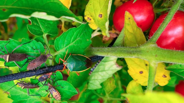 Traitement des punaises sur les tomates