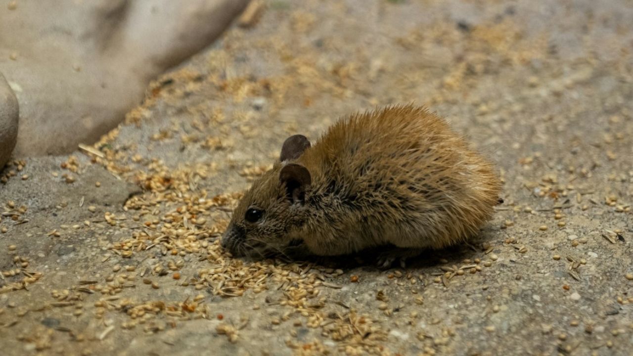 Se débarrasser des mulots