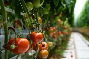 Engrais pour tomates