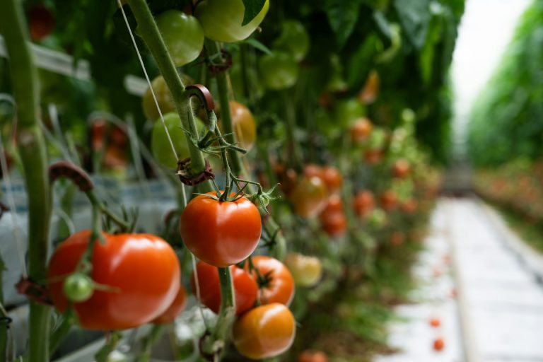 Engrais pour tomates