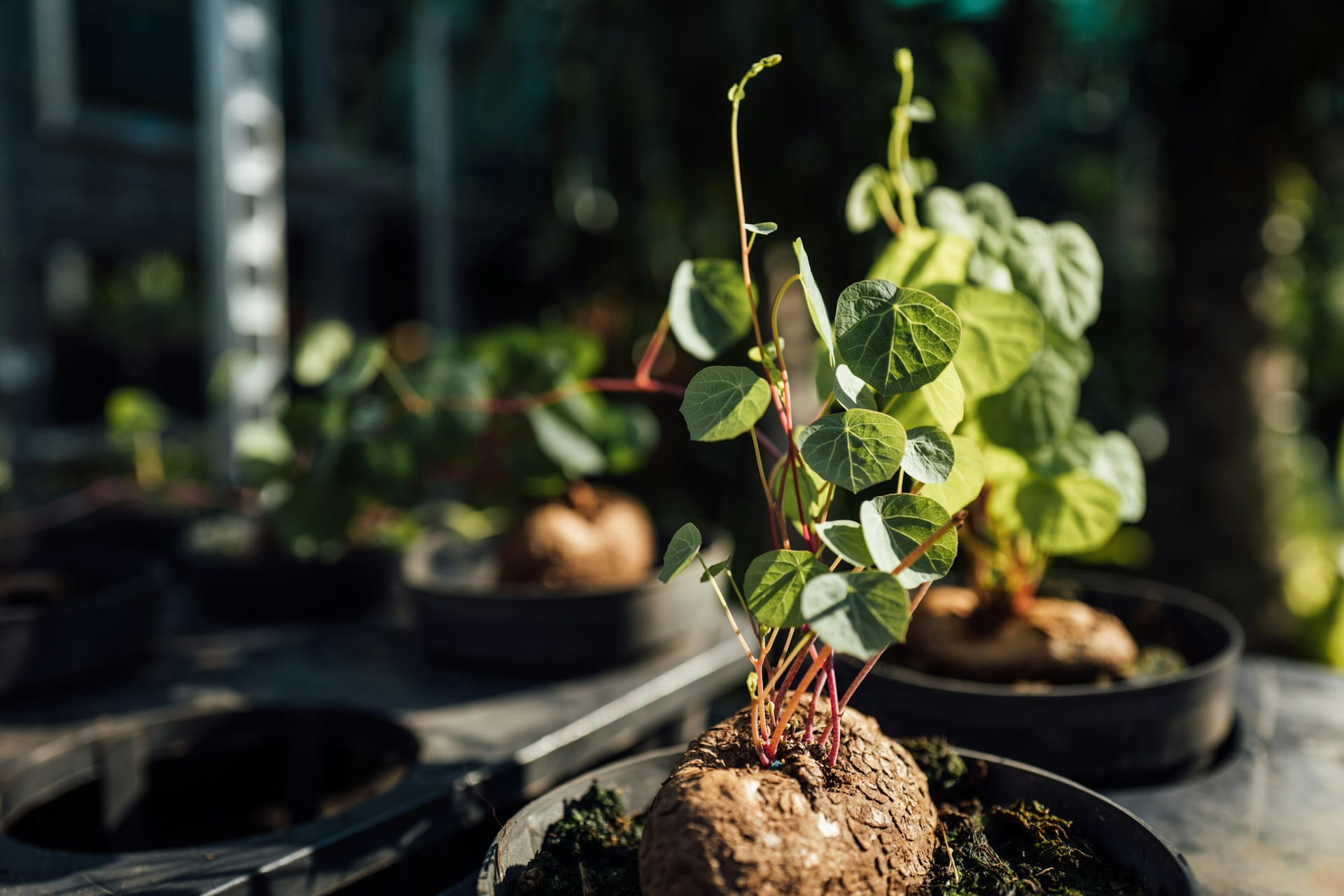 Planter une patate douce germée