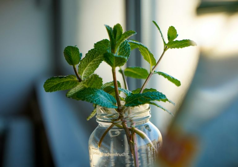 Bouturer de la menthe