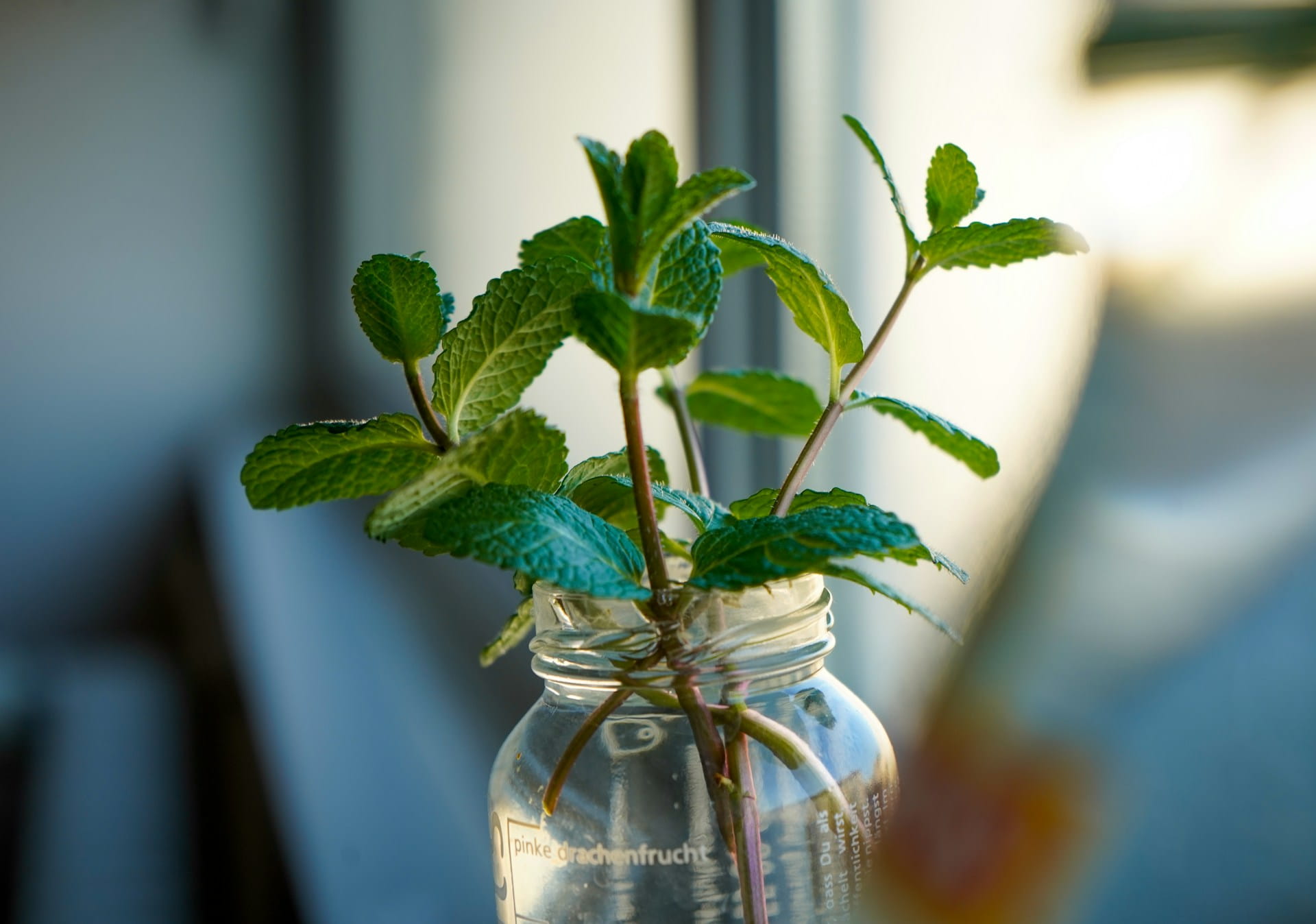 Bouturer de la menthe