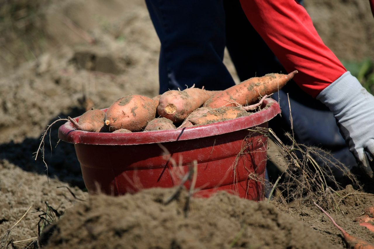 Planter la patate douce