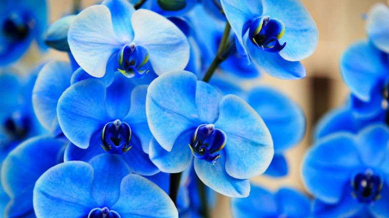 Orchidée bleue